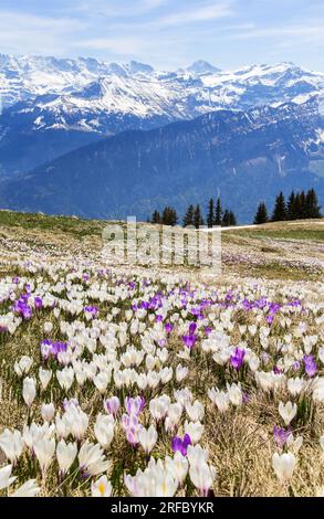 Wilde Krokusblüten in den alpen mit Schneebesen im Hintergrund im Frühling - fokussierendes Bild Stockfoto