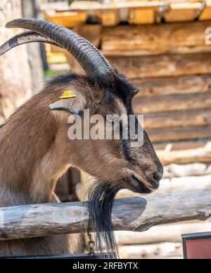 Eine Ziege mit Hörnern schaut durch einen Holzzaun und bettelt um Essen. Stockfoto