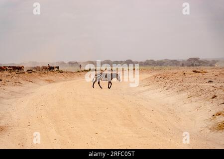 Zebras überqueren eine unbefestigte Straße im Amboseli-Nationalpark, Kenia Stockfoto