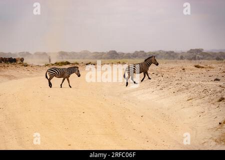 Zebras überqueren eine unbefestigte Straße im Amboseli-Nationalpark, Kenia Stockfoto