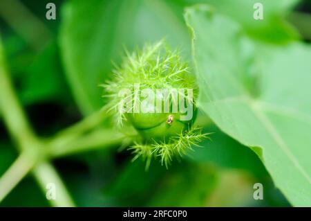 Passiflora foetida L, fetide Passionsblume oder Karlettenblume Passionsblume oder stinkende Passifloraceae Samen Stockfoto