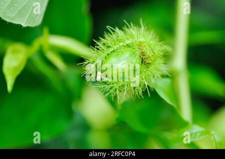 Passiflora foetida L, fetide Passionsblume oder Karlettenblume Passionsblume oder stinkende Passifloraceae Samen Stockfoto