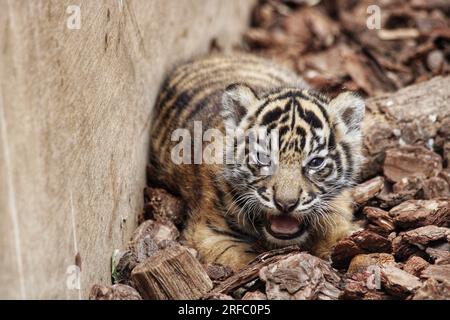 Sumatra Tiger (Panthera tigris sondaica), ZSL London Zoo, Vereinigtes Königreich Stockfoto