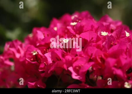 Nahaufnahme der rosafarbenen Bougainvillea-Blume Stockfoto