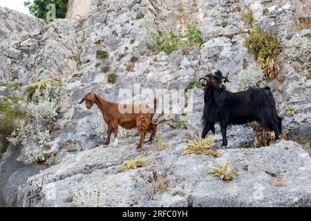 Bergziegen auf steilen Klippen oder Steinmauern. Stockfoto