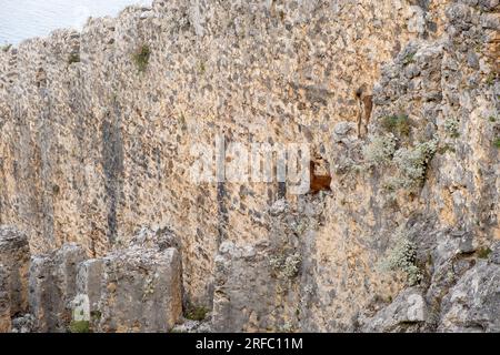 Bergziegen auf steilen Klippen oder Steinmauern. Stockfoto