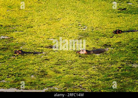 Von oben aus hat man einen schönen Blick auf Flusspferde in einem Sumpf im Amboseli-Nationalpark, Kenia Stockfoto