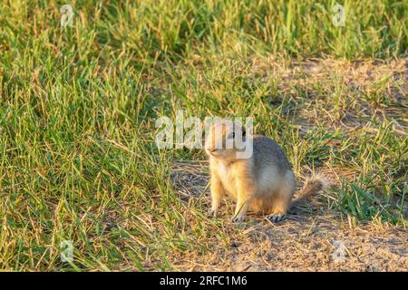 Der Weißschwanzpräriehund Cynomys leucurus ist ein Nagetier, das mit Eichhörnchen verwandt ist, dessen Lebensraum einen Großteil von Mittelnordamerika umfasst. Stockfoto