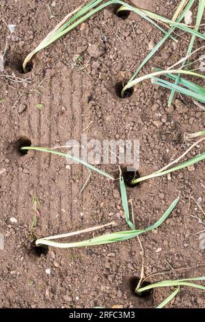 Frisch gepflanzter Lauch, Allium ampeloprasum „Musselburgh“, in großen Löchern, bereit zum Eingießen. Stockfoto