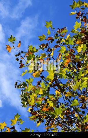 Ahornblättriger Ebenbaum mit Früchten und wunderschönen Herbstfarben Stockfoto
