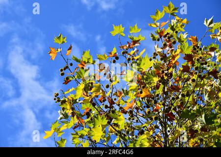 Ahornblättriger Ebenbaum mit Früchten und wunderschönen Herbstfarben Stockfoto