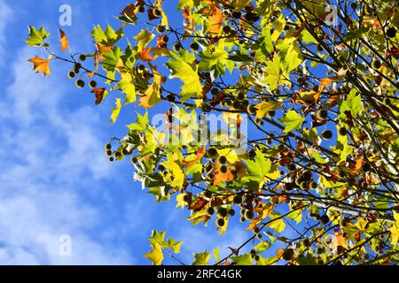 Ahornblättriger Ebenbaum mit Früchten und wunderschönen Herbstfarben Stockfoto