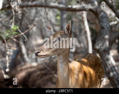 Süßes, geflecktes Damhirsch. Nahaufnahme eines jungen Hirsches im Wald Stockfoto