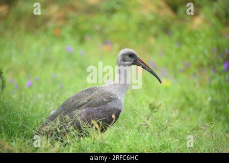 Großformat-Nahaufnahme eines Ibis in wilder Hadada mit Blick auf die Kamera von farbenfrohen Wildblumen und hohem Gras in Südafrika. Stockfoto