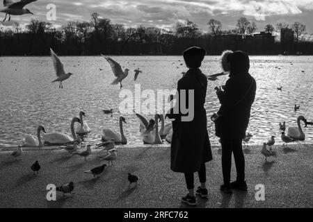 Fütterung von Vögeln und Wildvögeln am runden Teich in Kensington Gardens, London, England, Großbritannien, Europa Stockfoto