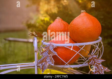 Herbststille. Zusammensetzung mit Kürbissen, getrockneten bemalten Blättern im sonnigen Garten. Herbsternte, Thanksgiving, halloween-Konzept. Stockfoto