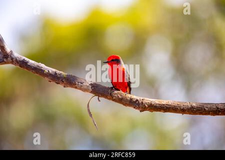 Kleiner roter Vogel, bekannt als „Prinz“ Pyrocephalus rubinus, hoch oben auf einem trockenen Baum mit blauem Himmel und Vollmond-Hintergrund Stockfoto