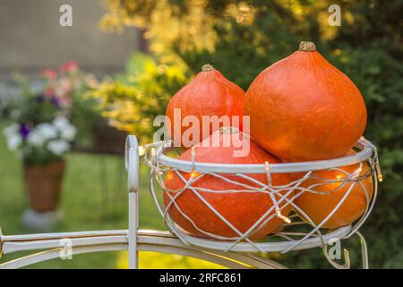 Herbststillleben mit hokkaido-Kürbissen im sonnigen Garten. Blumen im Hintergrund. Herbsternte, Thanksgiving, halloween-Konzept. Stockfoto