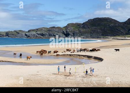 Die Familie spielt Volleyball unter Kühen in Kiloran Bay Colonsay, Scottish Highlands Stockfoto