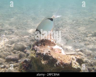 GRIECHENLAND - FISCH AM GRUND DES STRANDES VON NAFPLIO Nafplio, Griechenland, Mittwoch, 2. August 2023 . Angeln am Fuße des Karathona-Strandes in der Stadt Nafplion auf dem östlichen Peloponnes. Fische während dieser Zeit, aufgrund des warmen Wassers, nähern Sie sich dem flachen Wasser, um Nahrung zu finden. Kredit: Vangelis Bougiotis/alamy Live News Stockfoto