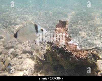 GRIECHENLAND - FISCH AM GRUND DES STRANDES VON NAFPLIO Nafplio, Griechenland, Mittwoch, 2. August 2023 . Angeln am Fuße des Karathona-Strandes in der Stadt Nafplion auf dem östlichen Peloponnes. Fische während dieser Zeit, aufgrund des warmen Wassers, nähern Sie sich dem flachen Wasser, um Nahrung zu finden. Kredit: Vangelis Bougiotis/alamy Live News Stockfoto