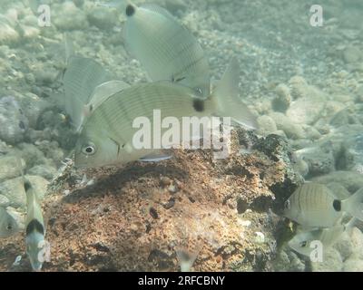 GRIECHENLAND - FISCH AM GRUND DES STRANDES VON NAFPLIO Nafplio, Griechenland, Mittwoch, 2. August 2023 . Angeln am Fuße des Karathona-Strandes in der Stadt Nafplion auf dem östlichen Peloponnes. Fische während dieser Zeit, aufgrund des warmen Wassers, nähern Sie sich dem flachen Wasser, um Nahrung zu finden. Kredit: Vangelis Bougiotis/alamy Live News Stockfoto