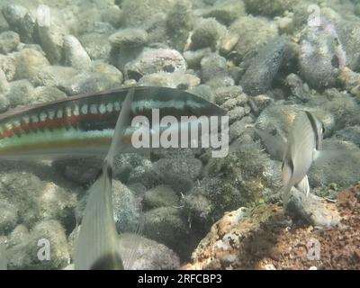 GRIECHENLAND - FISCH AM GRUND DES STRANDES VON NAFPLIO Nafplio, Griechenland, Mittwoch, 2. August 2023 . Angeln am Fuße des Karathona-Strandes in der Stadt Nafplion auf dem östlichen Peloponnes. Fische während dieser Zeit, aufgrund des warmen Wassers, nähern Sie sich dem flachen Wasser, um Nahrung zu finden. Kredit: Vangelis Bougiotis/alamy Live News Stockfoto