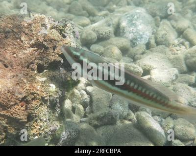 GRIECHENLAND - FISCH AM GRUND DES STRANDES VON NAFPLIO Nafplio, Griechenland, Mittwoch, 2. August 2023 . Angeln am Fuße des Karathona-Strandes in der Stadt Nafplion auf dem östlichen Peloponnes. Fische während dieser Zeit, aufgrund des warmen Wassers, nähern Sie sich dem flachen Wasser, um Nahrung zu finden. Kredit: Vangelis Bougiotis/alamy Live News Stockfoto