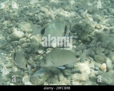 GRIECHENLAND - FISCH AM GRUND DES STRANDES VON NAFPLIO Nafplio, Griechenland, Mittwoch, 2. August 2023 . Angeln am Fuße des Karathona-Strandes in der Stadt Nafplion auf dem östlichen Peloponnes. Fische während dieser Zeit, aufgrund des warmen Wassers, nähern Sie sich dem flachen Wasser, um Nahrung zu finden. Kredit: Vangelis Bougiotis/alamy Live News Stockfoto