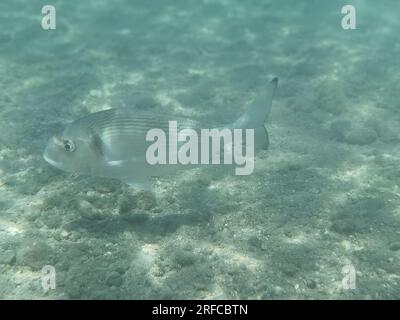 GRIECHENLAND - FISCH AM GRUND DES STRANDES VON NAFPLIO Nafplio, Griechenland, Mittwoch, 2. August 2023 . Angeln am Fuße des Karathona-Strandes in der Stadt Nafplion auf dem östlichen Peloponnes. Fische während dieser Zeit, aufgrund des warmen Wassers, nähern Sie sich dem flachen Wasser, um Nahrung zu finden. Kredit: Vangelis Bougiotis/alamy Live News Stockfoto