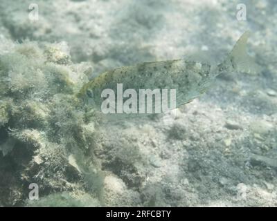 GRIECHENLAND - FISCH AM GRUND DES STRANDES VON NAFPLIO Nafplio, Griechenland, Mittwoch, 2. August 2023 . Angeln am Fuße des Karathona-Strandes in der Stadt Nafplion auf dem östlichen Peloponnes. Fische während dieser Zeit, aufgrund des warmen Wassers, nähern Sie sich dem flachen Wasser, um Nahrung zu finden. Kredit: Vangelis Bougiotis/alamy Live News Stockfoto