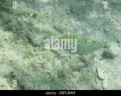 GRIECHENLAND - FISCH AM GRUND DES STRANDES VON NAFPLIO Nafplio, Griechenland, Mittwoch, 2. August 2023 . Angeln am Fuße des Karathona-Strandes in der Stadt Nafplion auf dem östlichen Peloponnes. Fische während dieser Zeit, aufgrund des warmen Wassers, nähern Sie sich dem flachen Wasser, um Nahrung zu finden. Kredit: Vangelis Bougiotis/alamy Live News Stockfoto