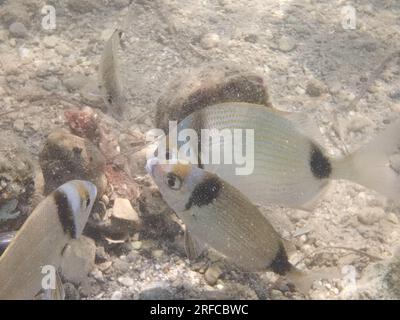 GRIECHENLAND - FISCH AM GRUND DES STRANDES VON NAFPLIO Nafplio, Griechenland, Mittwoch, 2. August 2023 . Angeln am Fuße des Karathona-Strandes in der Stadt Nafplion auf dem östlichen Peloponnes. Fische während dieser Zeit, aufgrund des warmen Wassers, nähern Sie sich dem flachen Wasser, um Nahrung zu finden. Kredit: Vangelis Bougiotis/alamy Live News Stockfoto