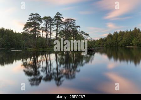 Kleine Insel mit schottischen Kiefern spiegelt sich in den stillen Gewässern des High Dam, Finsthwaite Stockfoto