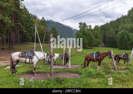 Pferde ruhen sich an einem sonnigen Tag auf einem grünen Rasen in der Republik Altai in Russland aus Stockfoto