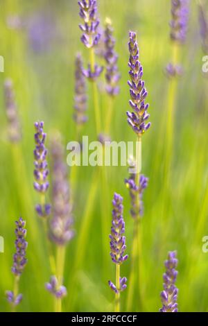 Lavendelblumenköpfe „Lavandula angustifolia“ in violettem Flieder Stockfoto