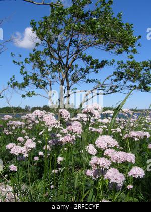 Der Heliotrope Alderblatt (Valeriana sambucifolia) wächst am Felsstrand der Insel im östlichen Süßwasserteil des Finnischen Meerbusens. B Stockfoto