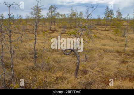 Telmathologie-Dendrologie. Dünne Sumpfkiefer im Hochmoor. Kaisergranat (Pinus sylvestris, forma pumila) dämpfte das Wachstum, weil Sphagnum das Wachstum unterdrückt Stockfoto