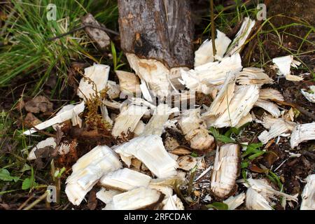 Background Biaver Chips. Große Rasuren von alten Bibern. Es ist interessant, dass der Biber nicht den Baumstamm nagt und den unteren inci sägt Stockfoto