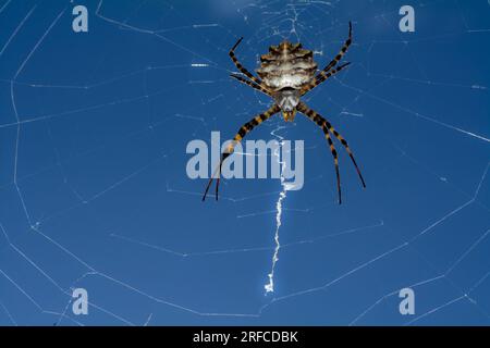 Argiope lobata Spider und Netz Stockfoto