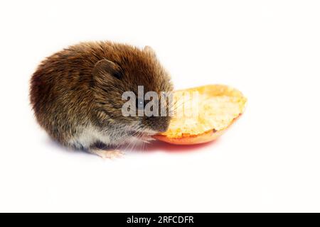 Mäuseartige Nagetiere als bösartige Schädlinge für den Menschen. Mäuse und Wühlmäuse kommen in Lagerhäuser und Haushalte und zerstören Getreide, Gemüse und Obst. Wühlmäuse Stockfoto