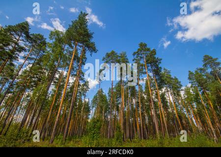 Dicker europäischer Kiefernbaum am Sommernachmittag. Unterwuchs von rosafarbenem Heidekraut, ericetale Kiefernei. Schottenkiefer, Erzengel-Tanne (Pinus sylvestris) Stockfoto