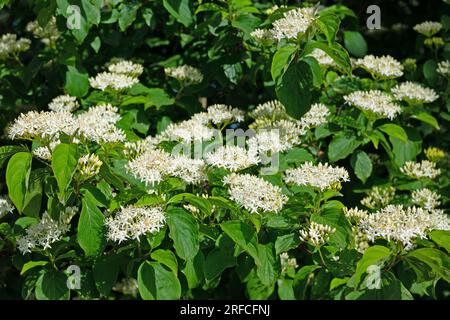 Blühender roter Dogwood, Cornus sanguinea Stockfoto