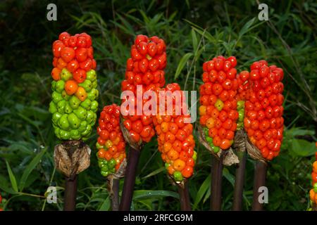 Arum italicum (italienische Lords und Ladies) wächst in feuchten, schattigen Lebensräumen. Es ist hauptsächlich in Europa heimisch, wird aber in mehreren Ländern eingeführt. Stockfoto