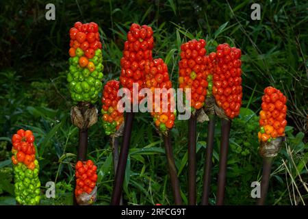 Arum italicum (italienische Lords und Ladies) wächst in feuchten, schattigen Lebensräumen. Es ist hauptsächlich in Europa heimisch, wird aber in mehreren Ländern eingeführt. Stockfoto