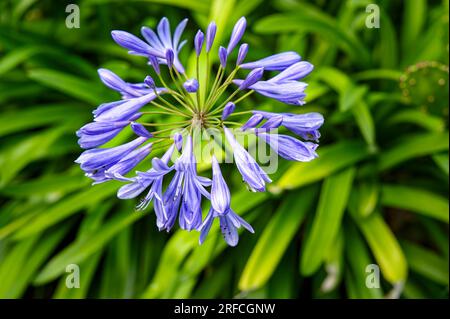 Makroaufnahme einer hellblauen afrikanischen Blaulilie (Agapanthus) in der Sonne. Stockfoto