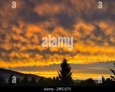 Feurige orangefarbene Wolken überrollen Cody, Wyoming und die Bergseiten kurz nach Sonnenuntergang im Juli. Darunter befindet sich eine Kiefernsilhouette. Wolken sehen aus wie Wellen. Stockfoto