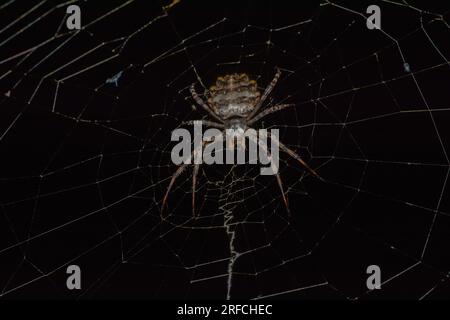 Argiope lobata Spider und Netz Stockfoto