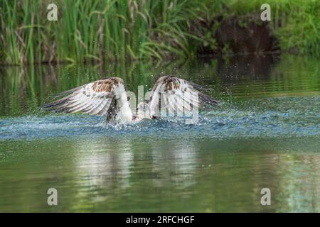 Westliche Fischadler, Pandion haliaetus, einzelner erwachsener Vogel, der mit Fischen aus dem Wasser in Talons, England, Vereinigtes Königreich, abfliegt Stockfoto