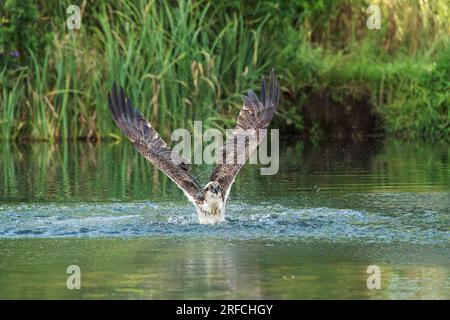 Westliche Fischadler, Pandion haliaetus, einzelner erwachsener Vogel, der mit Fischen aus dem Wasser in Talons, England, Vereinigtes Königreich, abfliegt Stockfoto